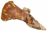 Fossil Sawfish (Onchopristis) Rostral Barb - Morocco #273345-1
